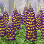 Lupina mnoholistá (Lupinus polyphyllus) ´MANHATTAN LIGHTS´ - kont. C1L